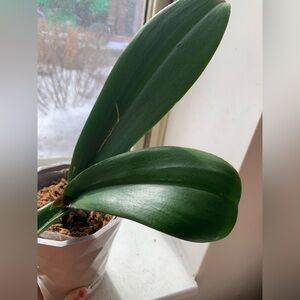 Orchid Plant with White Flowers